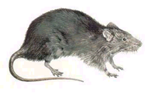 rato de esgoto/ratazana, gabirú