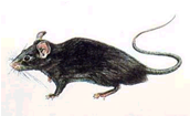 rato de telhado, rato preto, rato de navio, rato de forro.